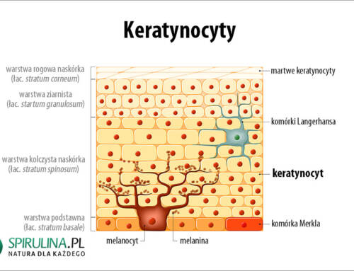 Keratynocyty