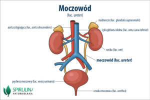 Moczowód