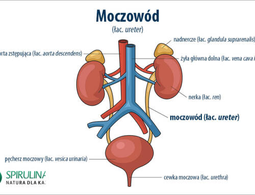 Moczowód