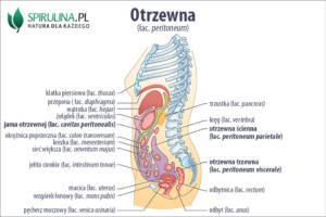 Otrzewna