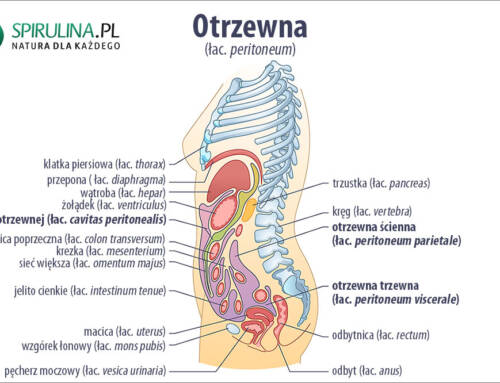 Otrzewna