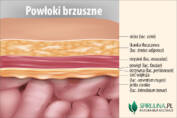 Powłoki brzuszne