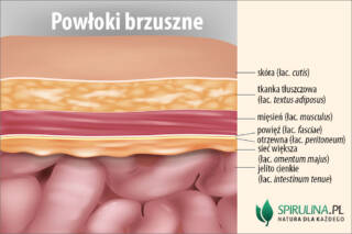 Powłoki brzuszne