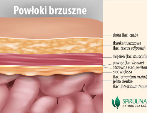 Powłoki brzuszne