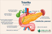 Trzustka