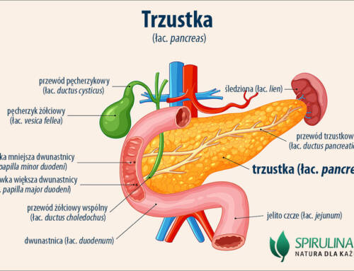 Trzustka