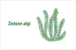 Zielone algi