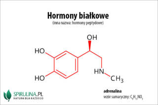 Hormony białkowe