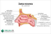 Jama nosowa