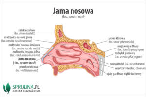 Jama nosowa