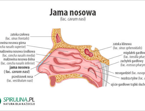 Jama nosowa