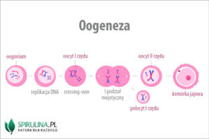 Oogeneza