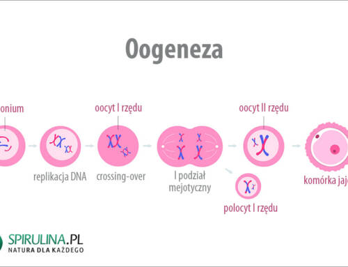 Oogeneza