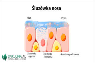 Śluzówka nosa