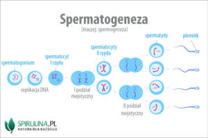 Spermatogeneza