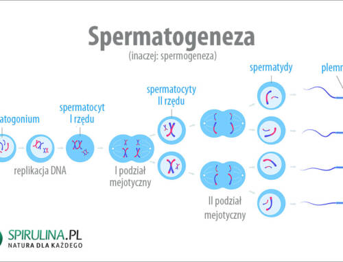 Spermatogeneza