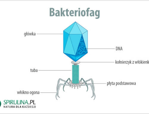 Bakteriofag