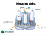 Biosynteza białka