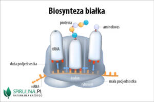 Biosynteza białka