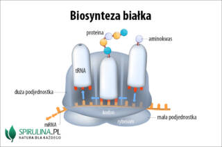 Biosynteza białka