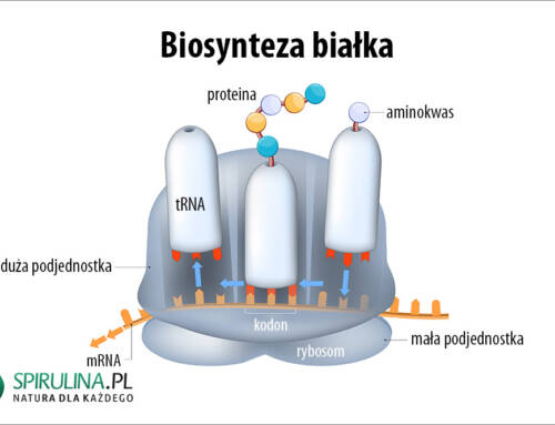 Biosynteza białka