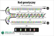 Kod genetyczny