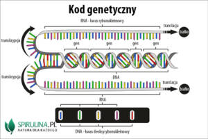 Kod genetyczny