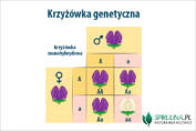 Krzyżówka genetyczna