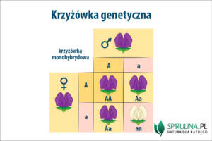 Krzyżówka genetyczna