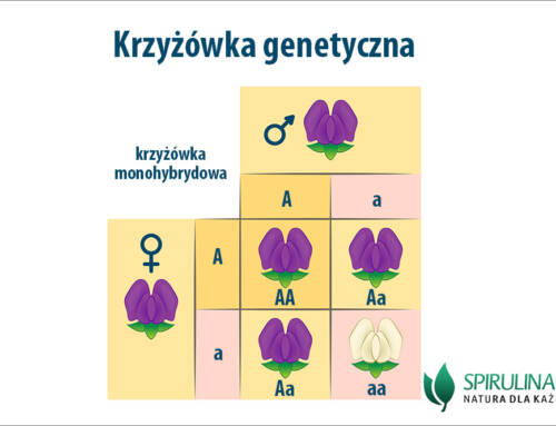 Krzyżówka genetyczna