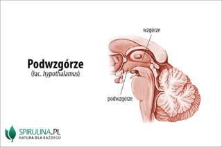 Podwzgórze