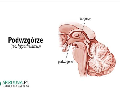 Podwzgórze