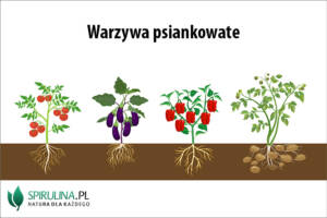 Warzywa psiankowate