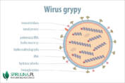 Wirus grypy