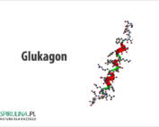 Glukagon