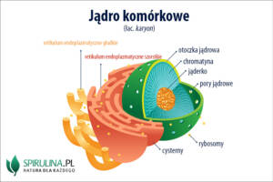 Jądro komórkowe