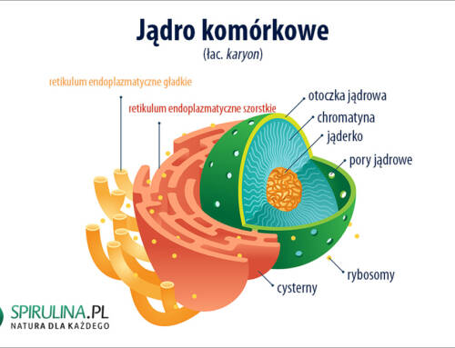 Jądro komórkowe