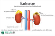 Nadnercze