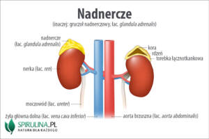 Nadnercze