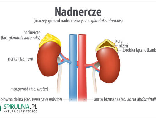 Nadnercze