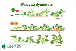 Warzywa dyniowate