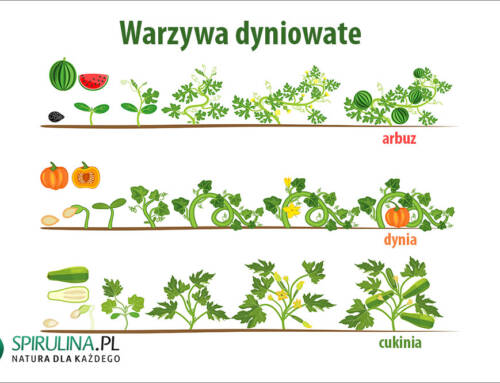 Warzywa dyniowate