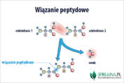 Wiązanie peptydowe