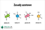 Zasady azotowe