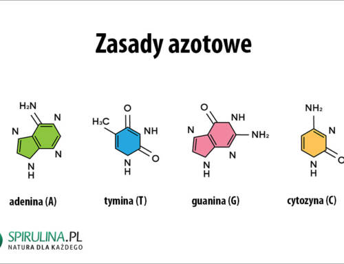 Zasady azotowe