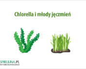 Chlorella i młody jęczmień