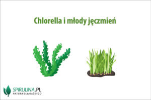 Chlorella i młody jęczmień