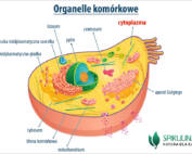 Cytoplazma