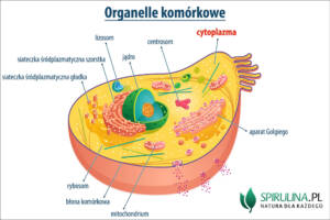 Cytoplazma