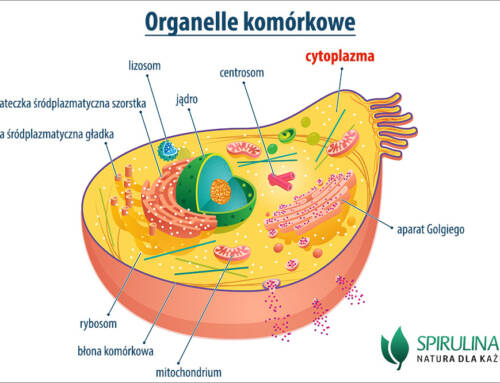 Cytoplazma